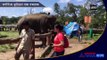 Elephants playing football at Dubare Elephant Camp