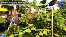 Advertising disruption people cut tree in Burdwan