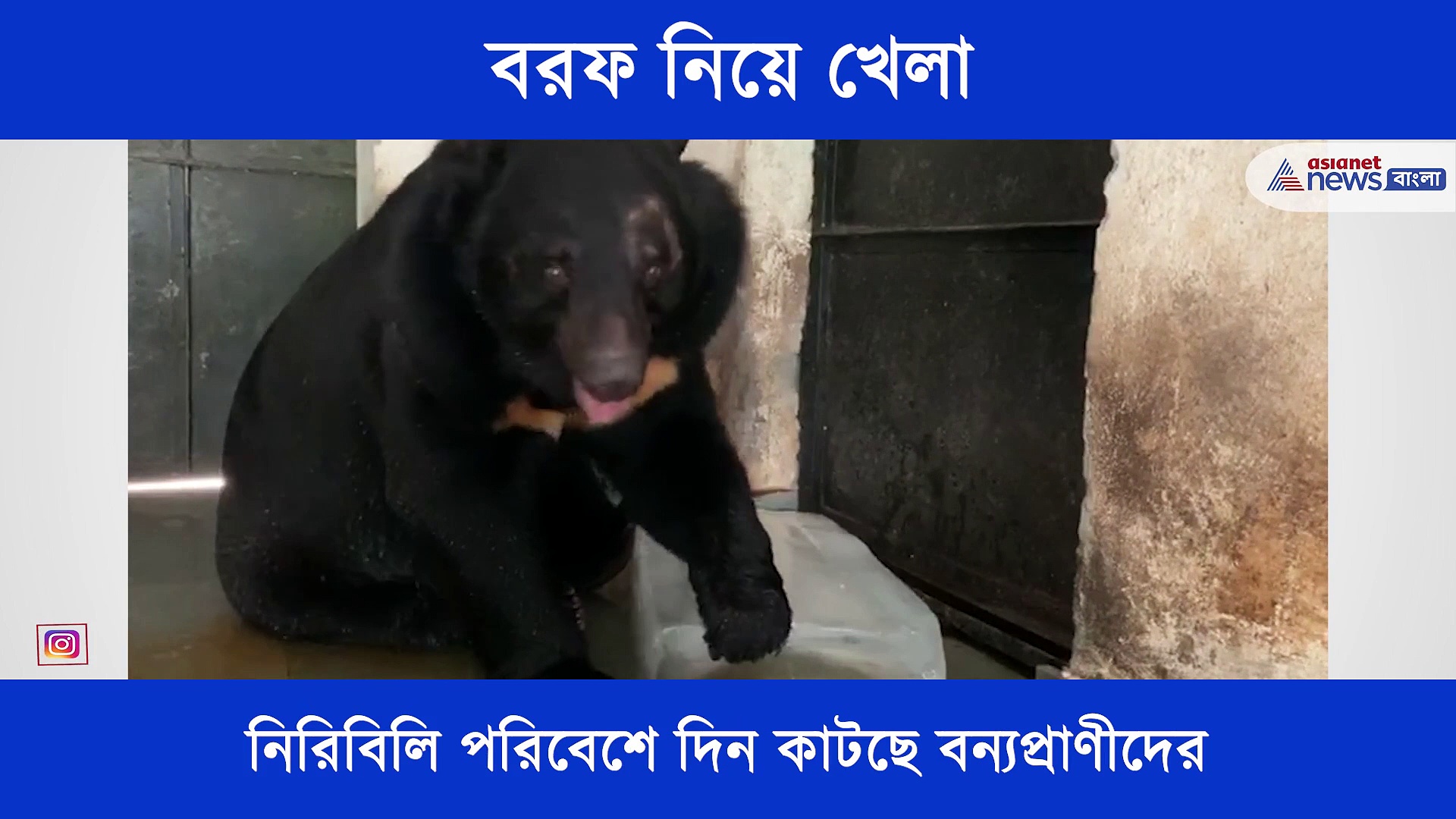 বেঙ্গল সাফারি পার্কে খোশ মেজাজে ভলুক