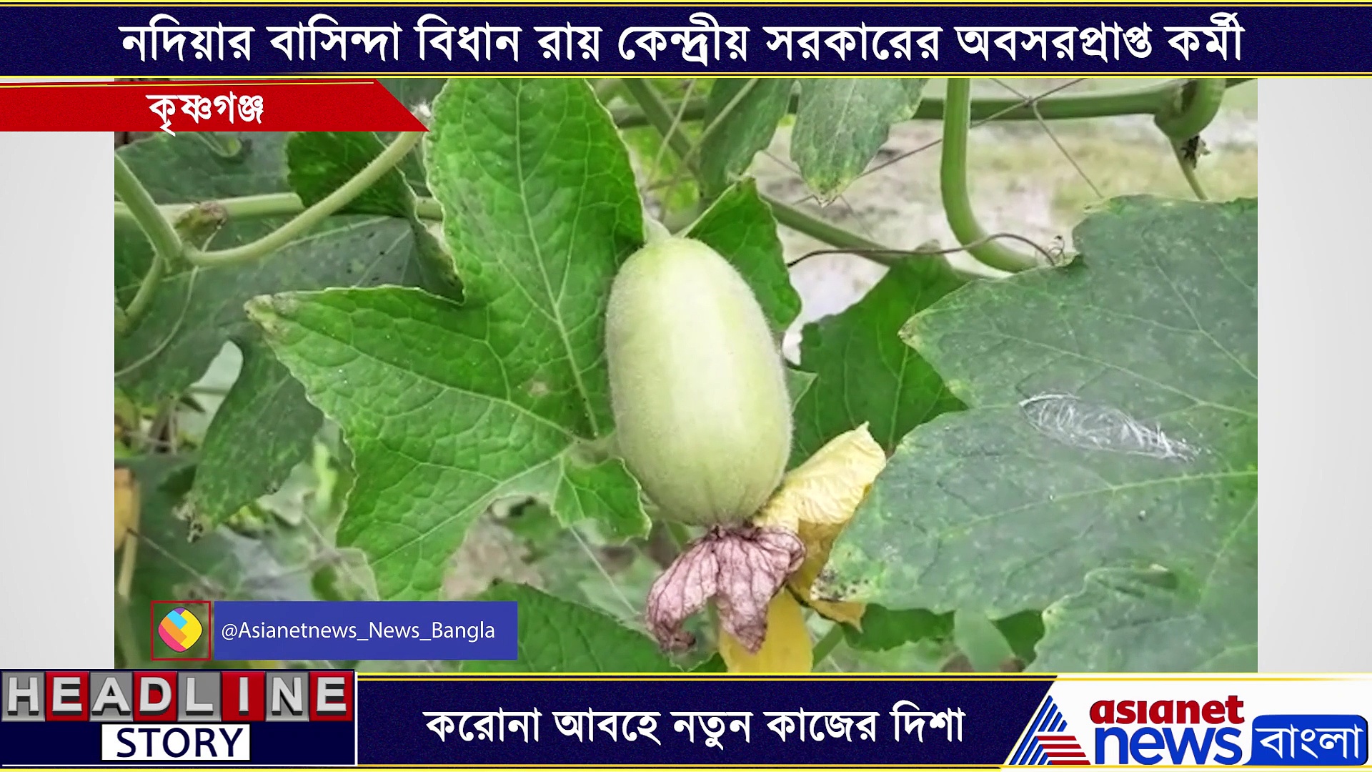 করোনা আবহে নতুন কাজের দিশা দেখাচ্ছেন নদিয়ার বিধান রায়, এক নজরে দেখেনিন সেই ভিডিও