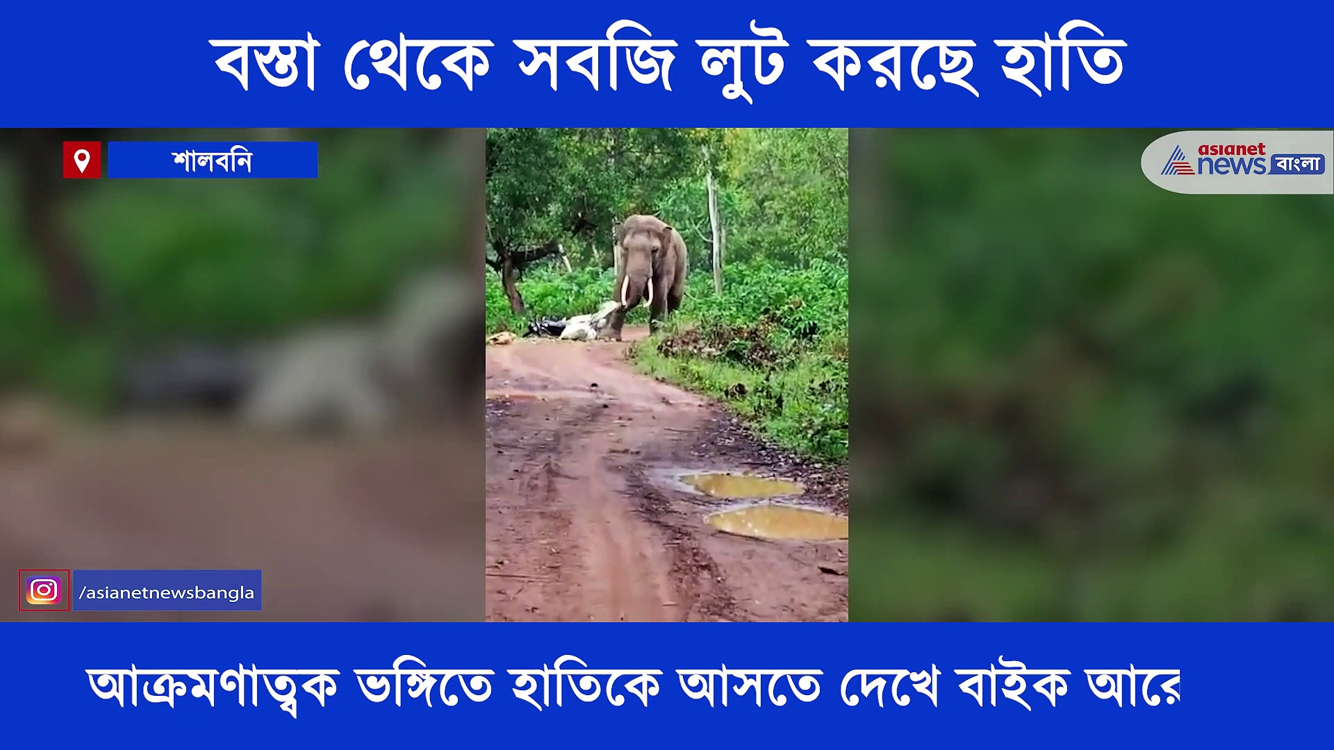 বস্তা থেকে সবজি লুট করছে হাতি, এক নজরে দেখে নিন হাতির কান্ড