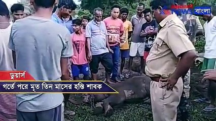 Download Video: A baby elephant died in Dooars