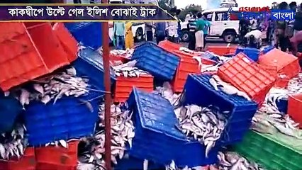 Truck full of Hilsha overturns in Kakdwip