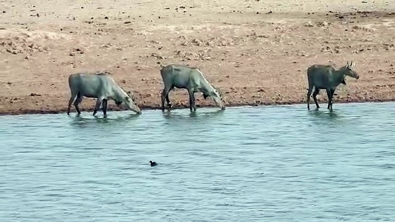 Video: पूर्णिमा की चांदनी में दो साल बाद हुई वन्यजीवों की गणना, नजर आए गोडावण