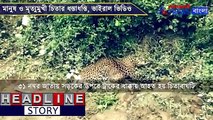 Viral Video of Alipurduar Leopard