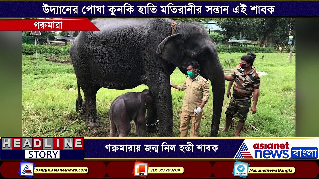 কুনকি হাতি মতিরানী জন্ম দিল একটি পুরুষ হস্তী শাবকের, গরুমারায় জন্ম হয়েছে তার