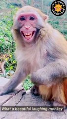 What a beautiful laughing monkey .
