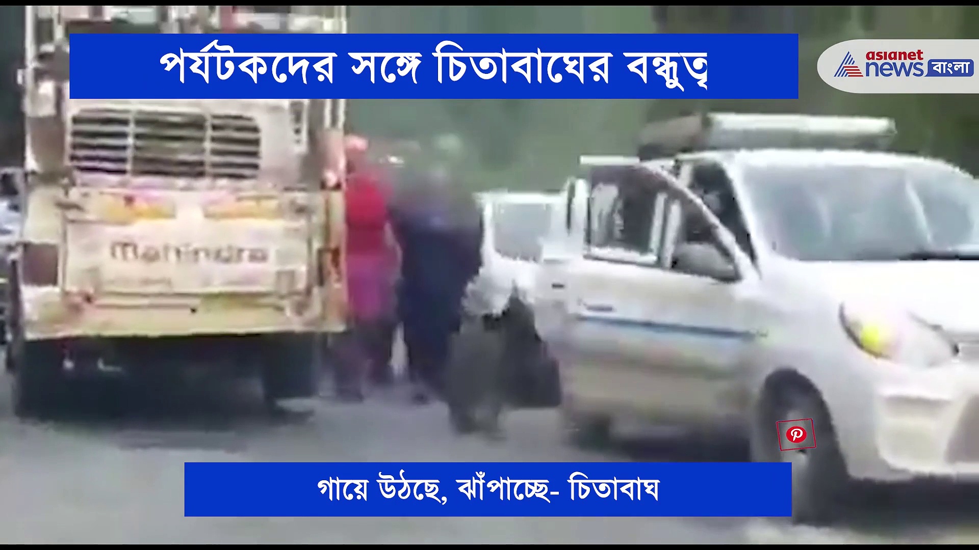 বন্য চিতার খেলার সঙ্গী হল পর্যটকরা, প্রকাশ্যে আসতেই ভাইরাল ভিডিও