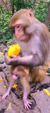 Baby monkey newborn cute animals and mom 9