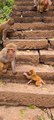 Baby monkey newborn cute animals and mom 12