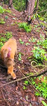 Baby monkey newborn cute animals and mom 13