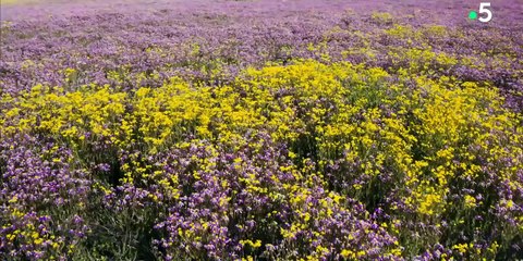 France 5 : bande-annonce du documentaire "L'abominable secret des fleurs"