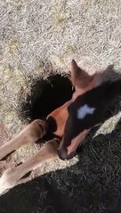 Foal Rescued From Hole