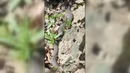 3 metrelik yılan çoban tarafından görüntülendi