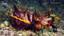 Check Out This Amazing Cuttlefish That Has So Many Colorful ‘Outfits’