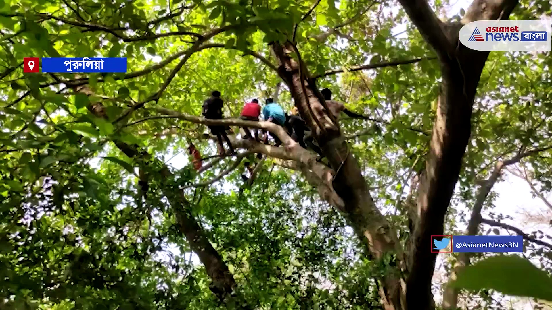 শুঁড়ে তুলে যুবককে আছড়ে মারল হাতি