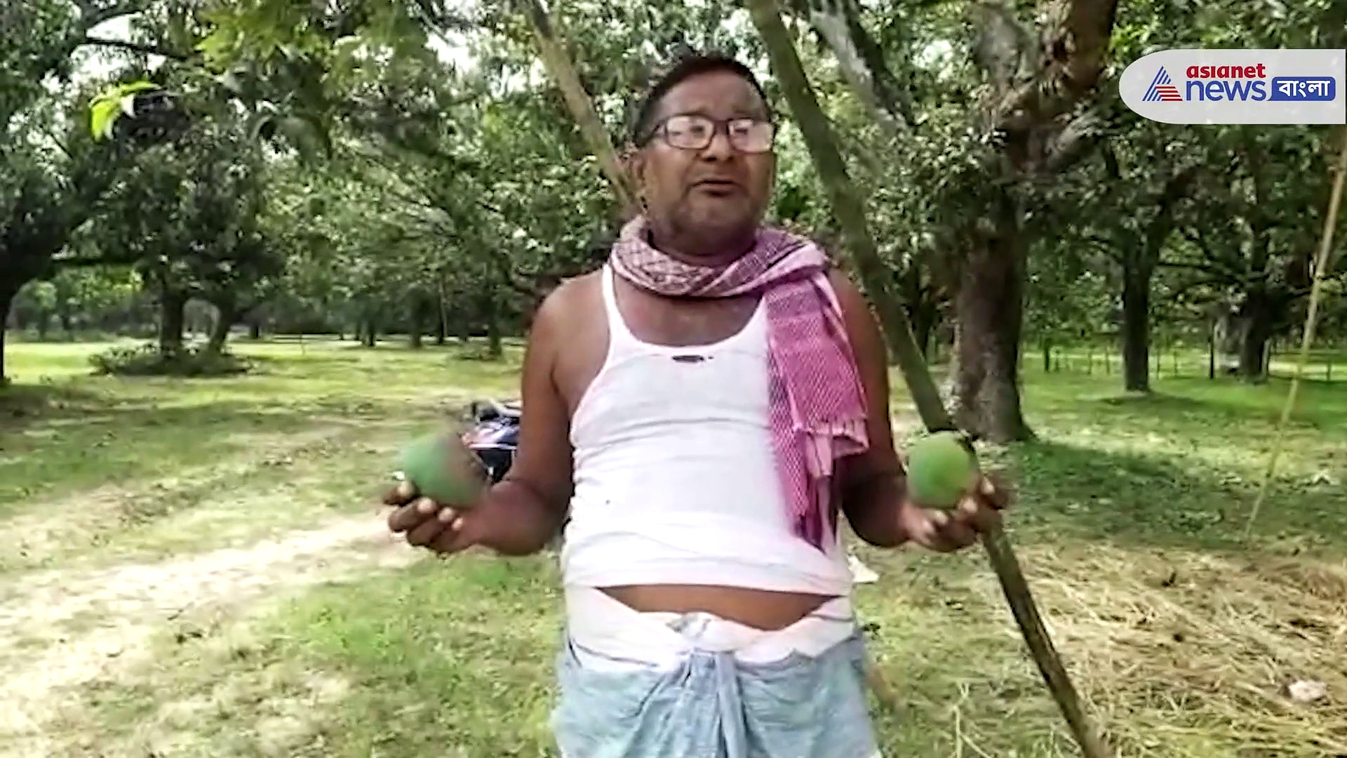 ব্যাপক ক্ষতি আম চাষের, মালদহে শুলি পোকা নষ্ট করছে আম