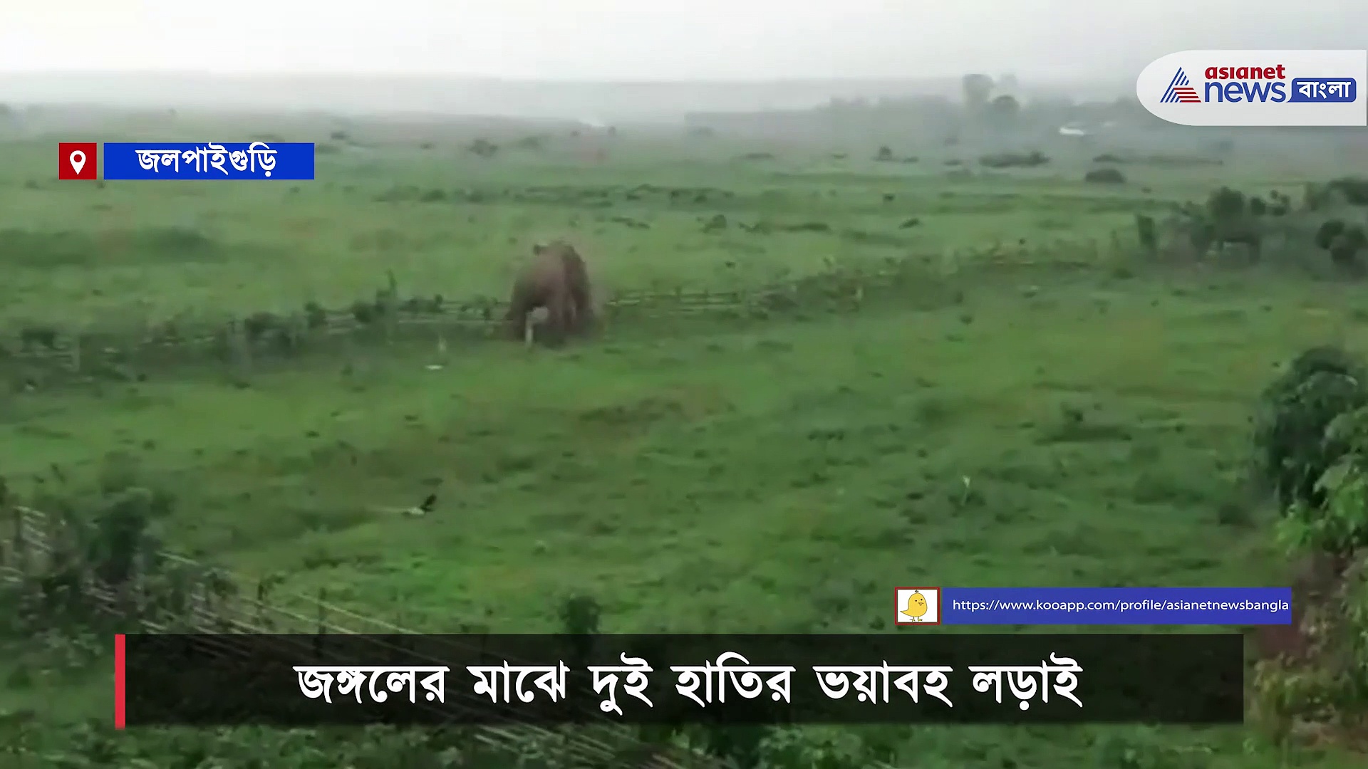 দুই দাঁতালের লড়াই দেখে কী প্রশ্ন করলেন প্রত্যক্ষদর্শীদের, জানলে চোখ উঠবে কপালে