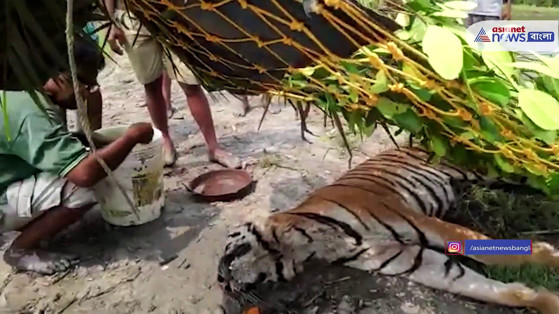 সুন্দরবনে বাঘের মৃত্যু, মুখে শেষ জল দিলেন বনকর্মীরা