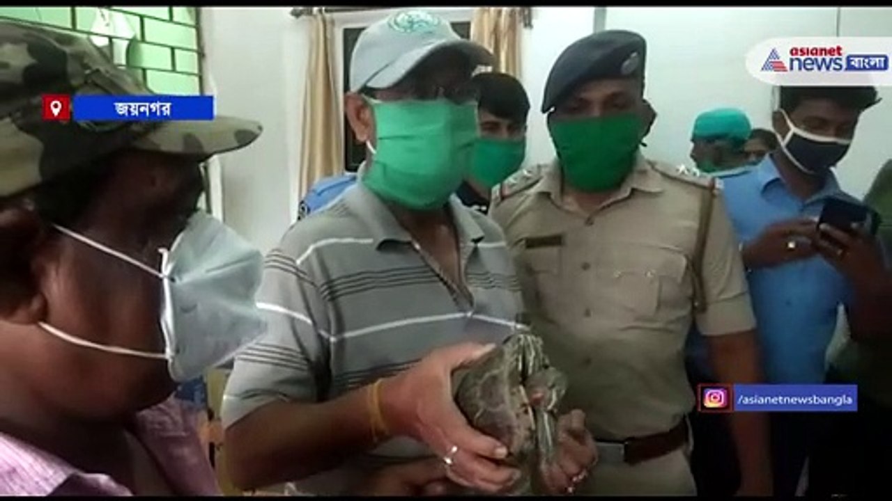 The rare species giant tortoise of America in the Sundarbans