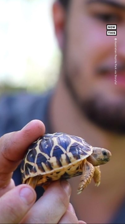 Baby Tortoise Munches on Big Strawberry