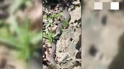 Dev yılanı görenler paniğe kapıldı! O anlar cep telefonu kamerasına yansıdı
