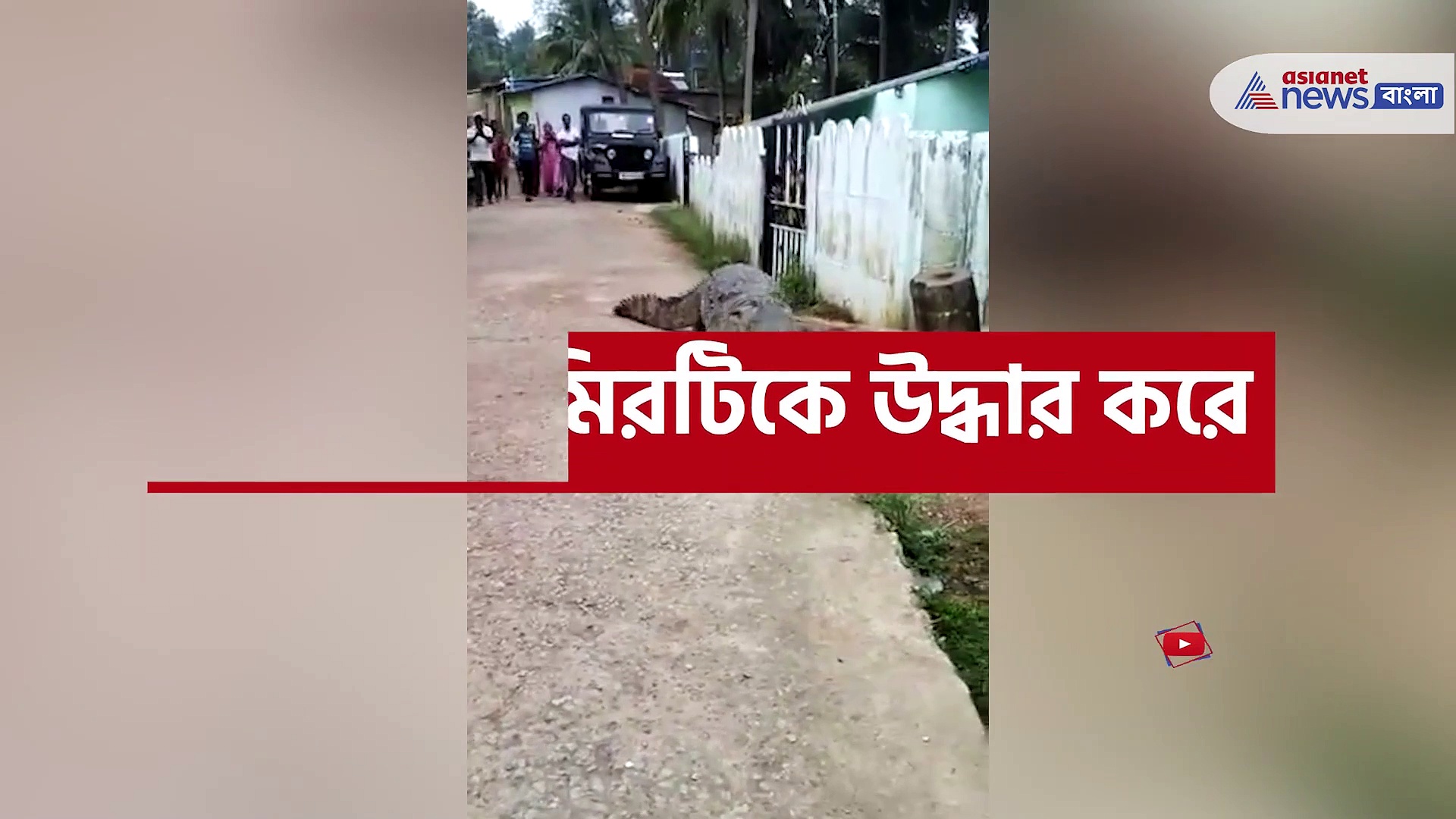 জনবহুল রাস্তা দিয়ে হেঁঁটে যাচ্ছে কুমির, ভিডিও প্রকাশ্যে আসতেই ভাইরাল নেট দুনিয়ায়