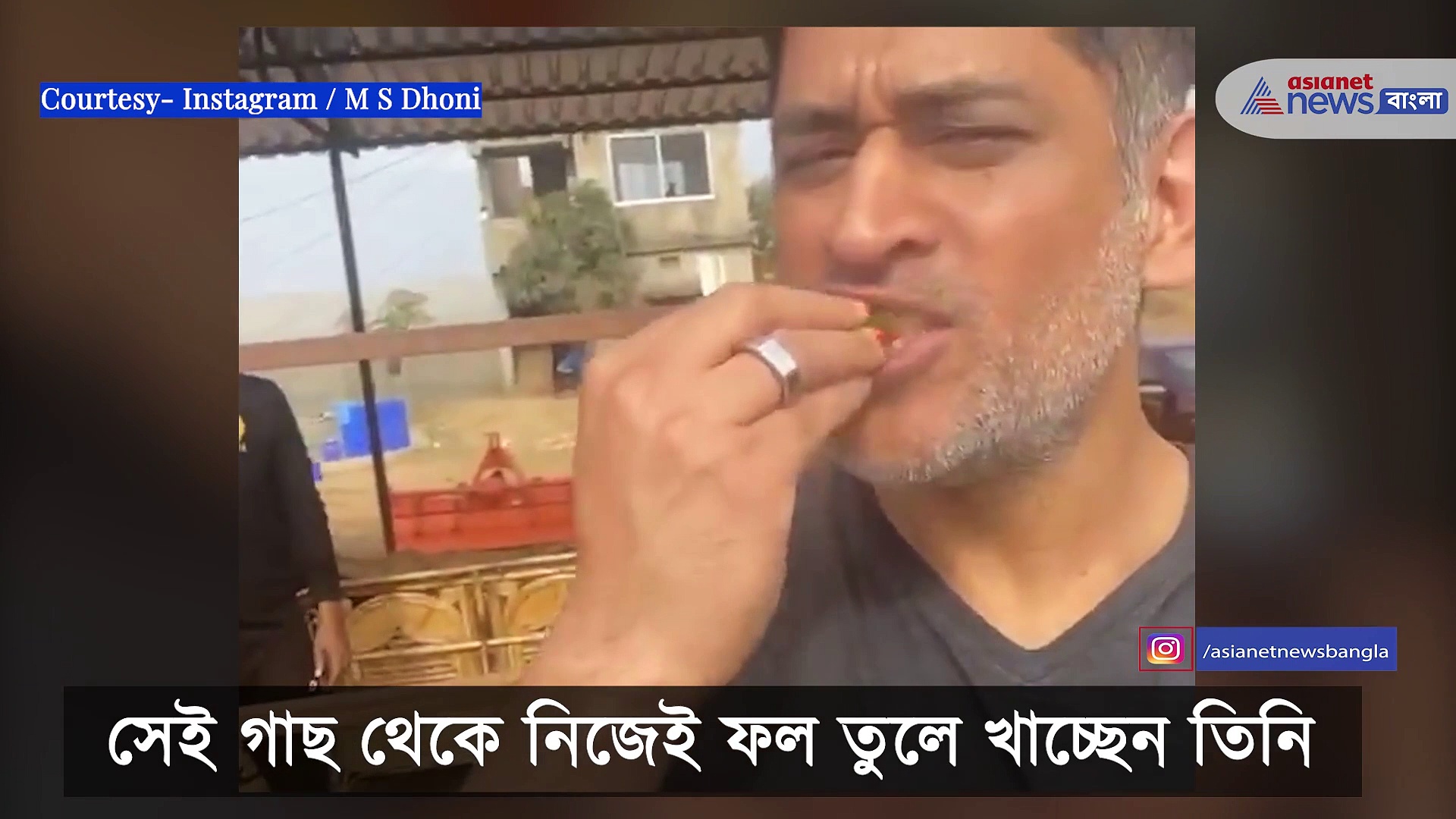 গাছের স্ট্রবেরি দেখে কী করলেন ধোনি, সোশ্যাল মিডিয়ায় ভাইরাল তাঁর এই ভিডিও