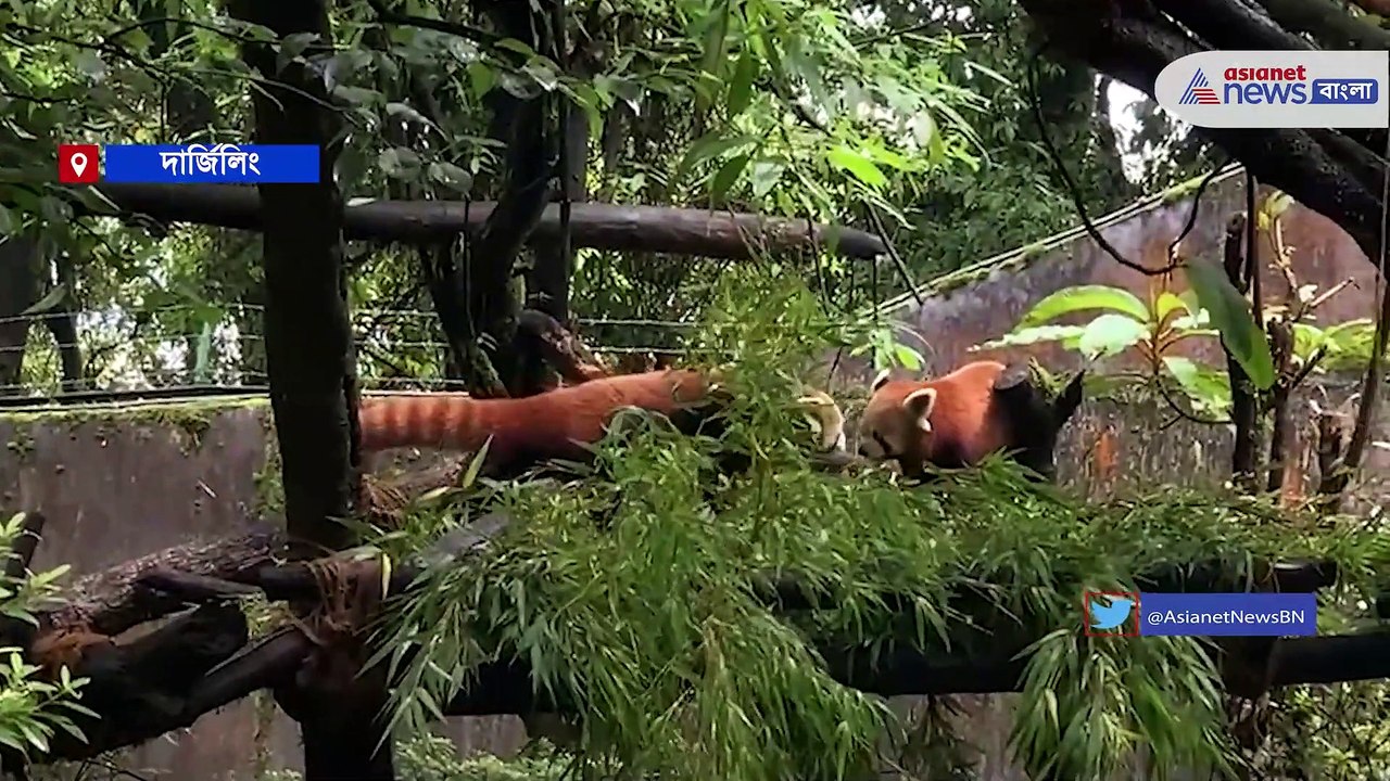 Red Panda gives birth to two cubs in Darjeeling