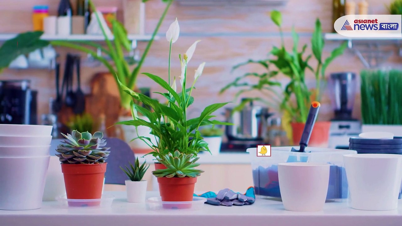 Indoor plants help reduce pollution