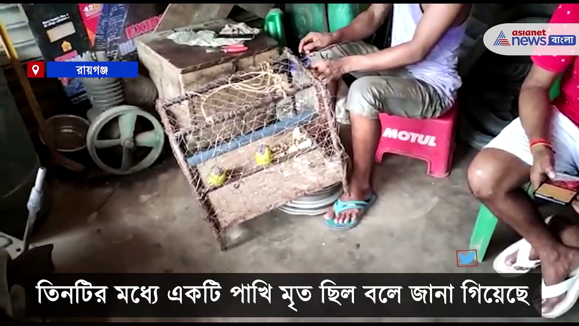 রায়গঞ্জে উদ্ধার বিরল প্রজাতির লাল মাথা টিয়া