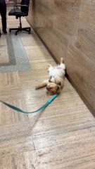 Stubborn Dog Perks Up for a Treat