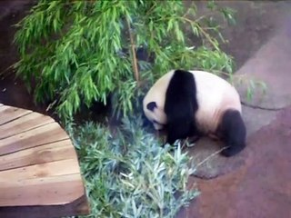 Eating panda in the Netherlands in old hand animal park in 2019