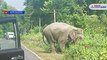 Viral video of elephant has seen on the road