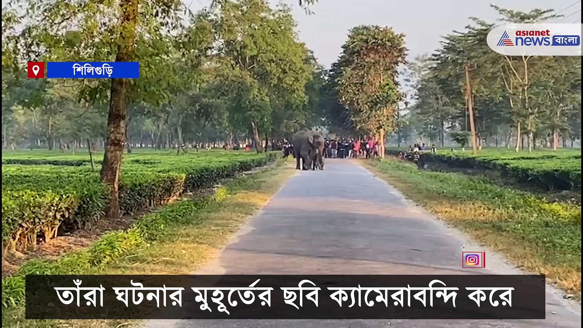 Elephant: চা বাগানের মধ্যেই সন্তান প্রসব হস্তিনীর, দেখে নিন হস্তিনির মা হওয়ার সেই সুন্দর মুহূর্তের ভিডিও