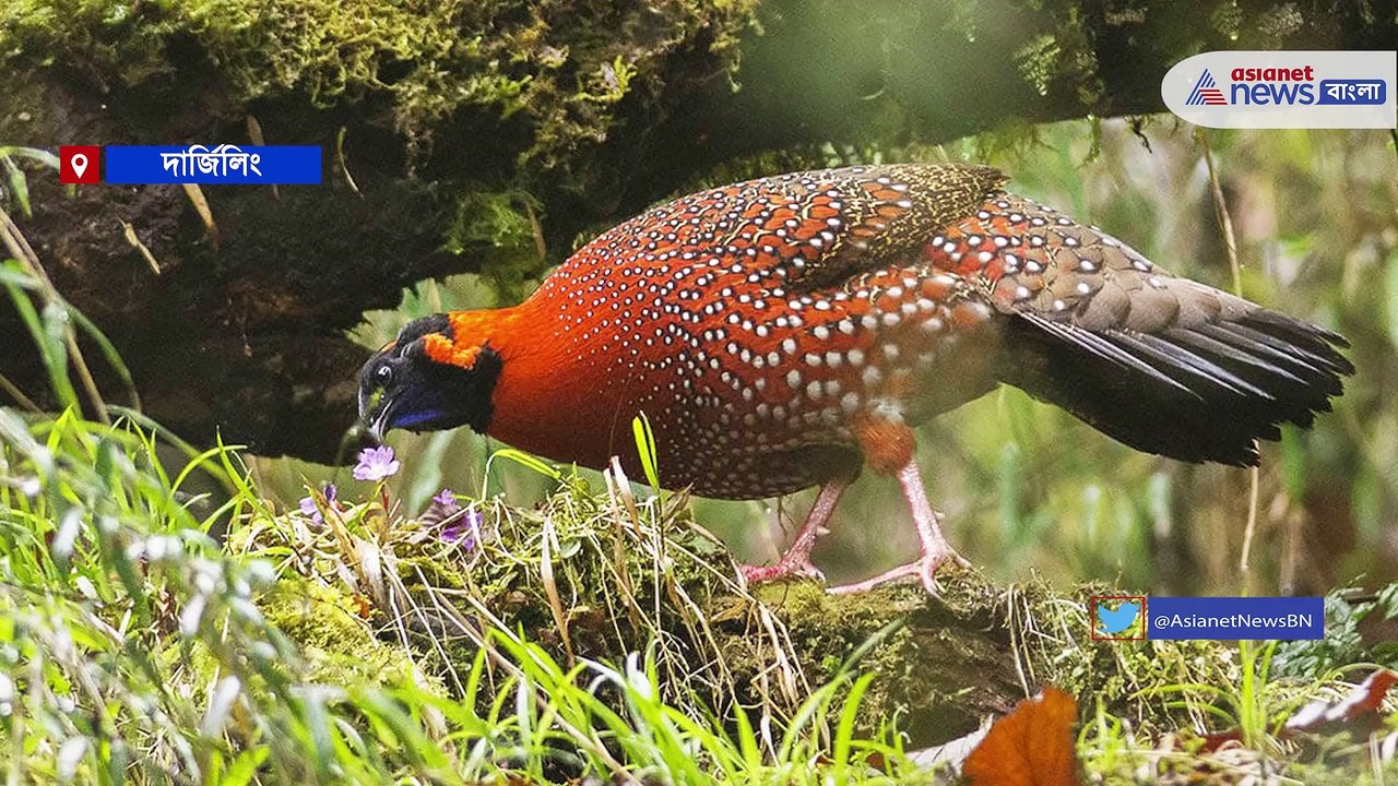 Darjeeling Bird
