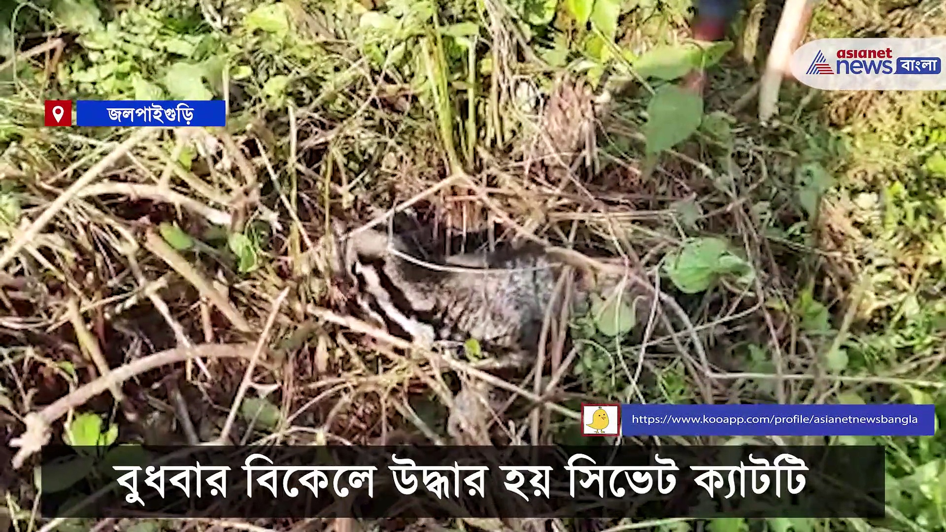 ডায়নার জঙ্গল থেকে উদ্ধার বিরল প্রজাতির সিভেট ক্যাট
