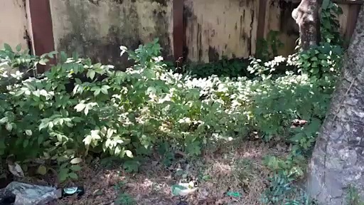 Newborn baby rescued: আবর্জনার স্তুপ থেকে কান্নার শব্দ, উদ্ধার সদ্যোজাত