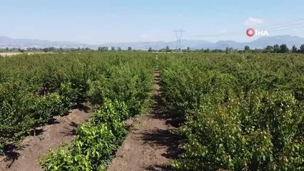 Çukurova'da kayısı hasadı