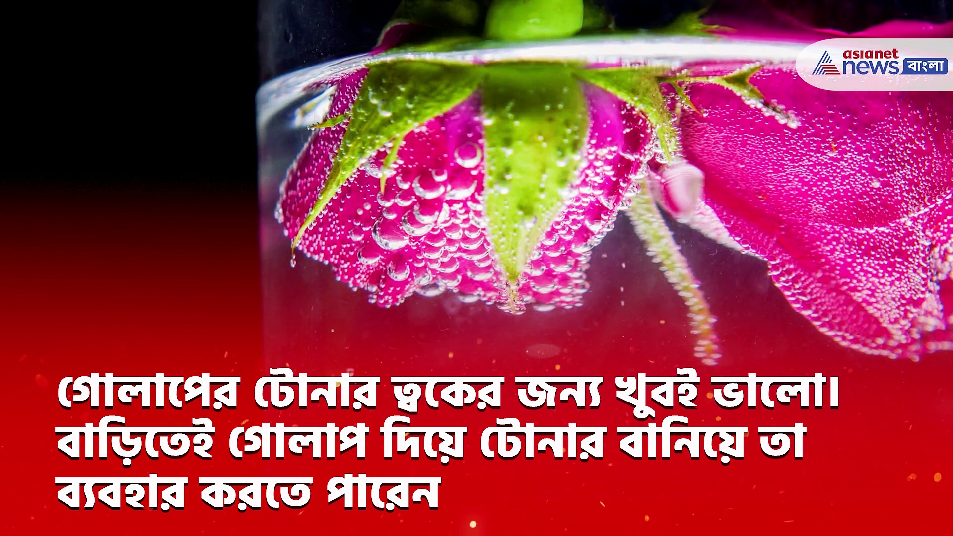 রোজ ডে-এর বিশেষ দিনে ত্বকের যত্নে ব্যবহার করুন গোলাপ