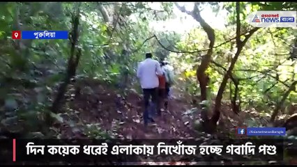 Leopard at Kotshila in Purulia