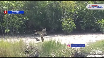Tiger has seen at Sundarban