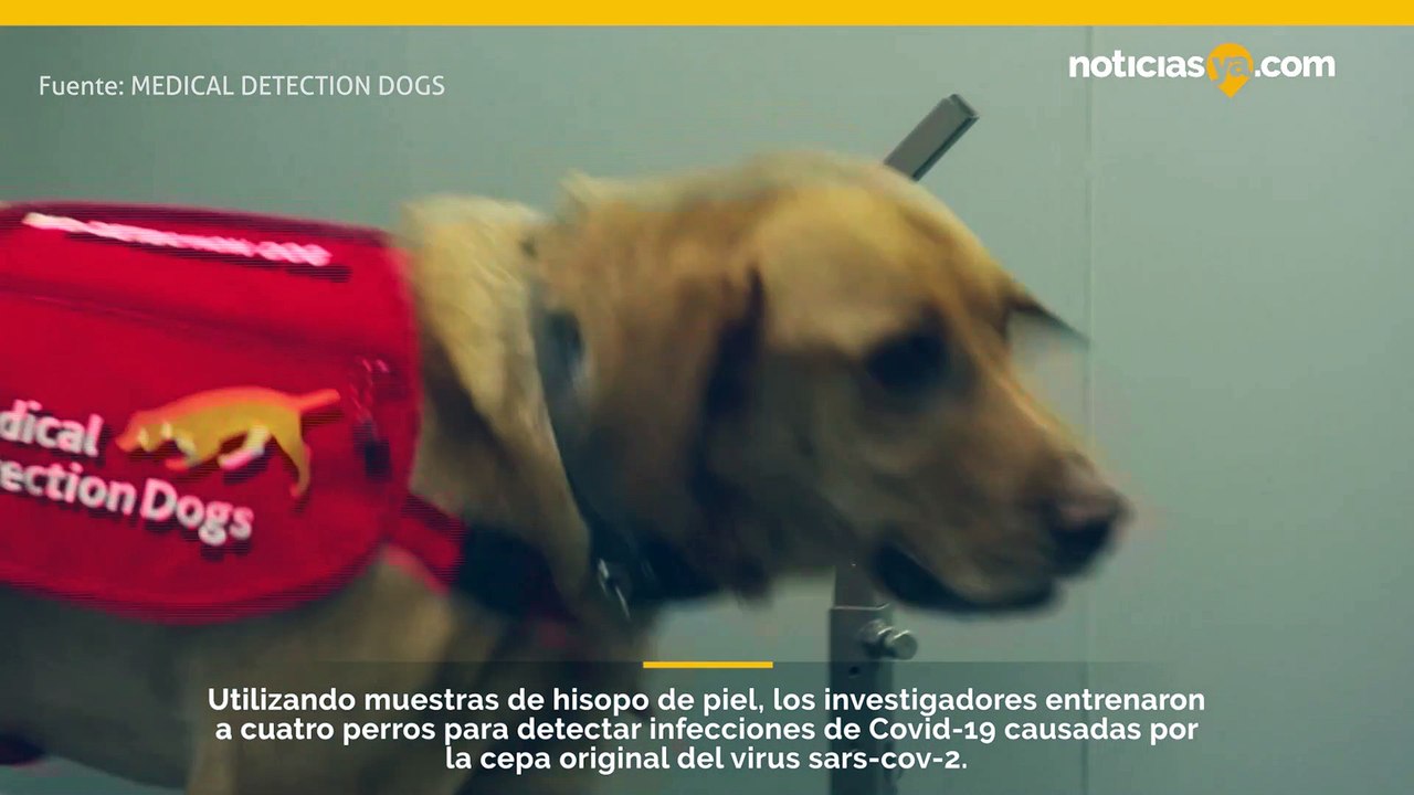 Los perros pueden ser entrenados para olfatear a las personas con covid-19 en los aeropuertos, sugiere un nuevo estudio.