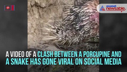 Porcupine Vs snake fight