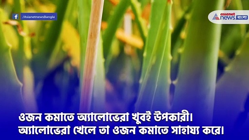ওজন কমাতে চাইছেন, আজ থেকেই শুরু করুন অ্যালোভেরা খাওয়া