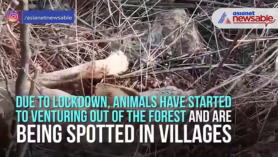 With reduced human movement, traffic, jackal ventures out of forest, gets hit by speeding bike