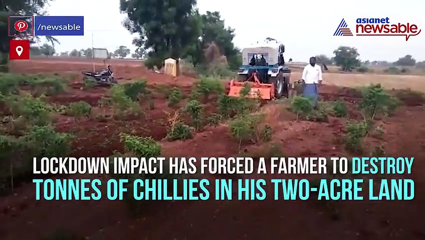 Farmer destroys standing crop chillies, blames price crash, lack of market facility