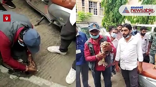 Scorching summer, water scarcity grounds dehydrated birds; Here is how you can save them