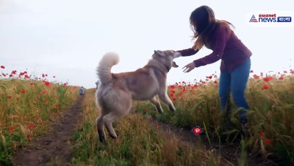 See how to take care your pet in summer