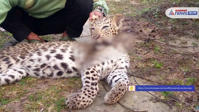 3 people arrested by police while trying to smuggle tiger skin